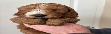 Cockapoo Puppy 1