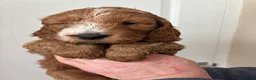 Cockapoo dogs for sale: Beautiful Cockerpoo puppies - Advert 9