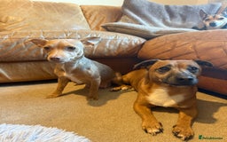 Jack Russell dogs for sale: Mini Jack Russell Terrier puppies  - Advert 2