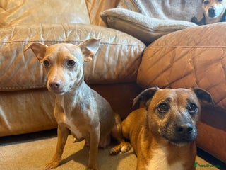 Jack Russell dogs Mini Jack Russell Terrier puppies - Advert 11