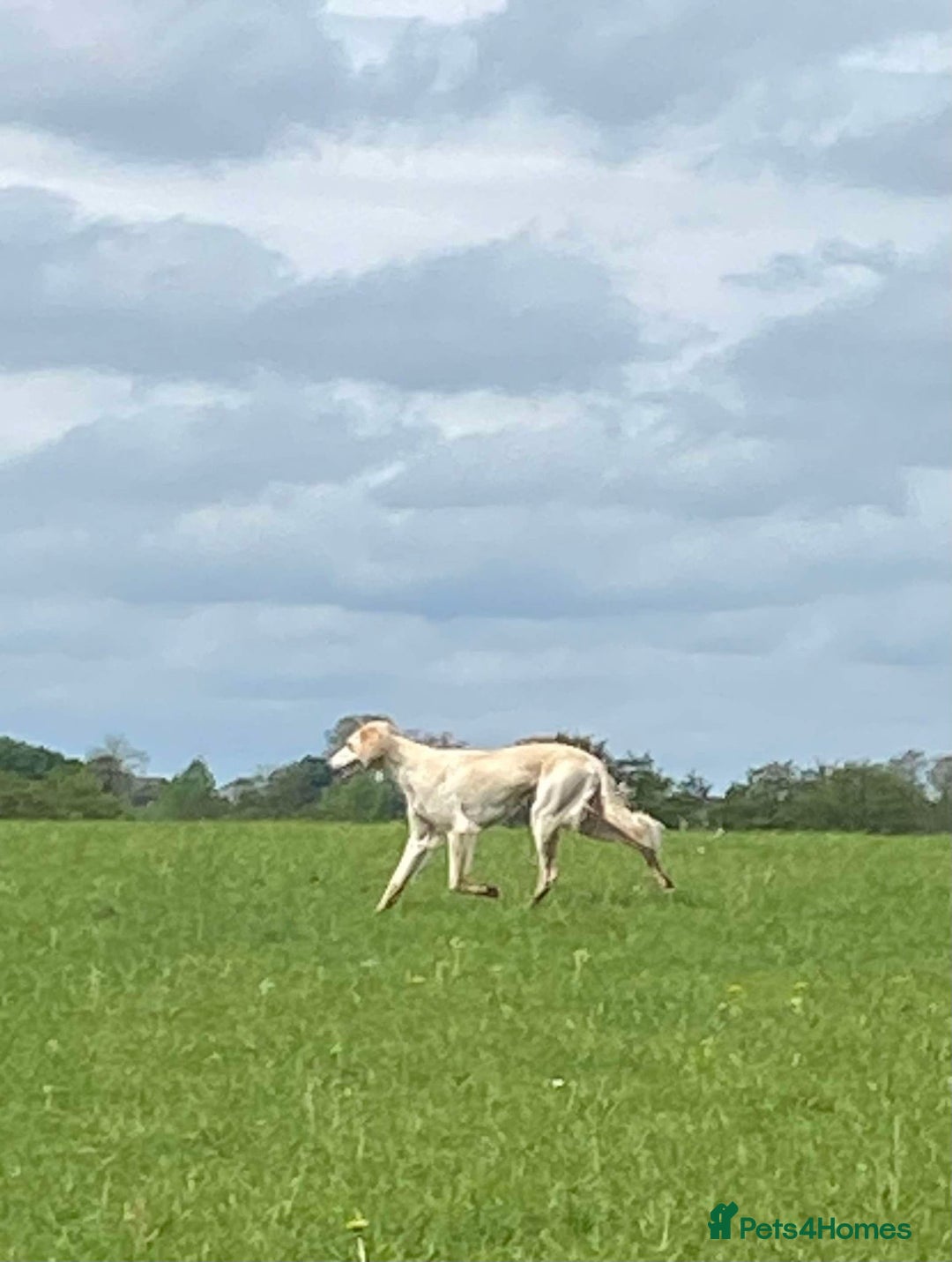 Mixed Breed dogs for sale: Beautiful Saluki x Whippet puppies - Advert 39