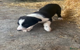Bearded Collie dogs for sale: 2 collies for sale  - Image 16