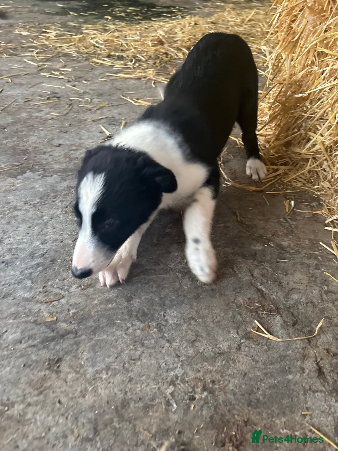 Bearded Collie dogs for sale: 2 collies for sale  - Image 16