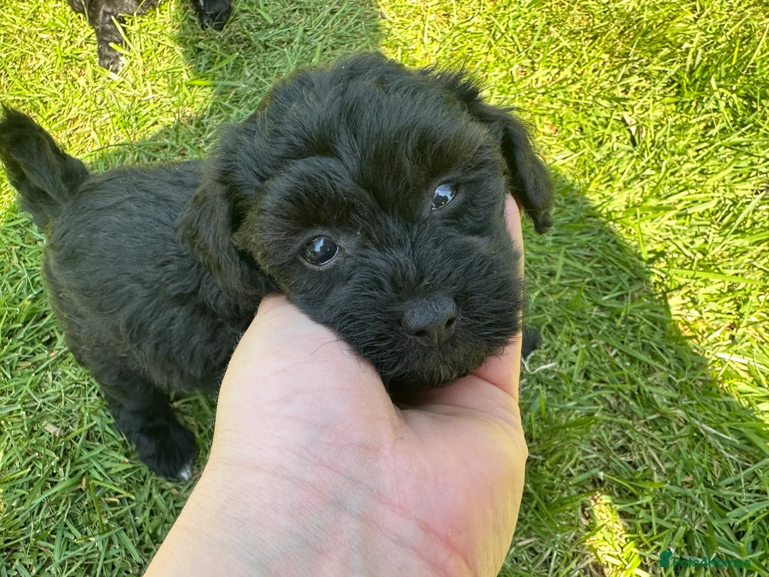 Chipoo dogs for sale: Chipoo Puppies - 2 girls left! £800 - Advert 18