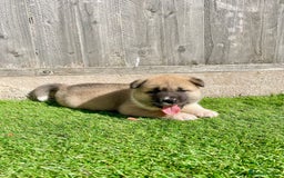 Akita dogs for stud: Chico’s finding LOVE… in Birmingham - Image 12