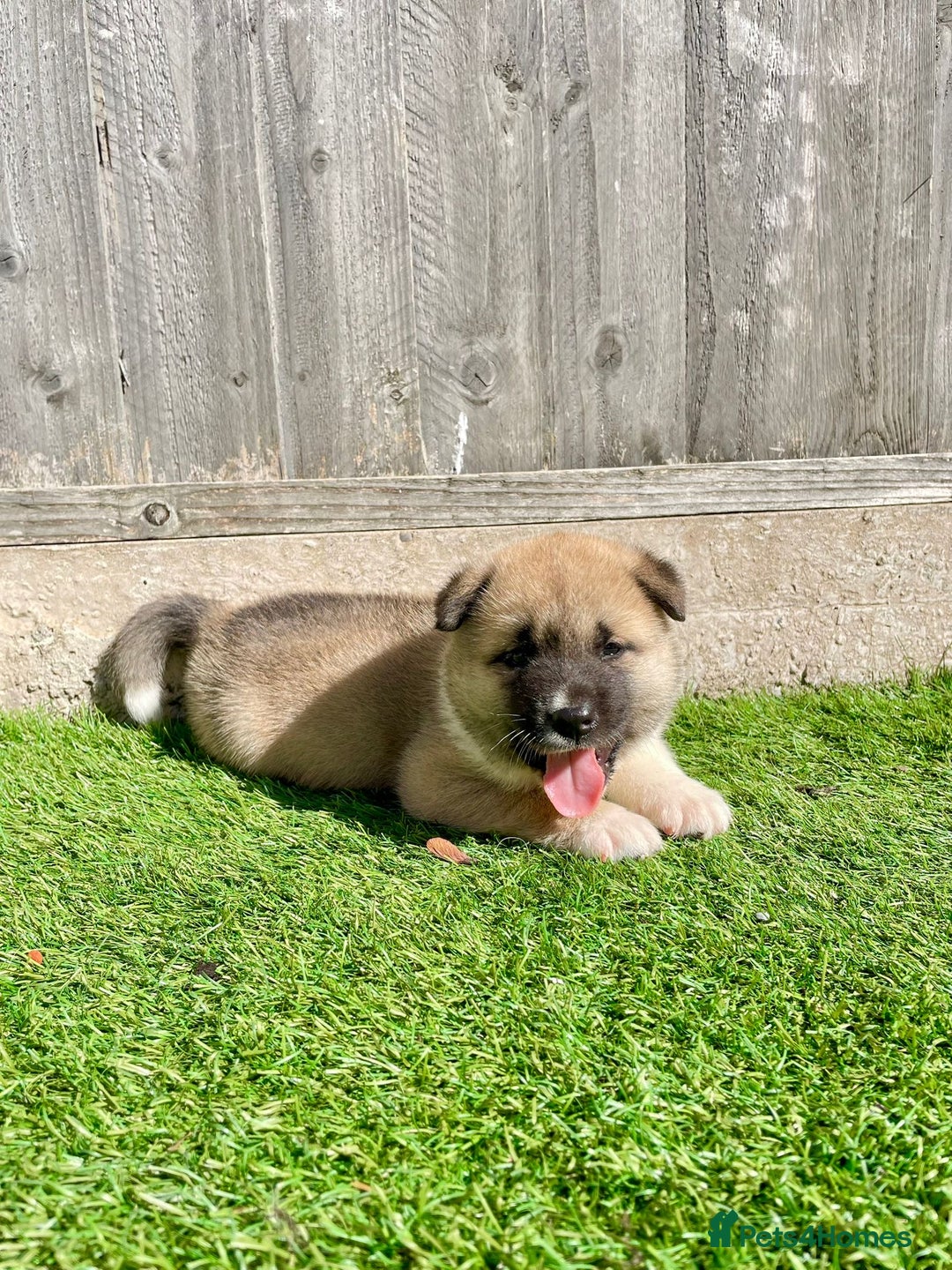 Akita dogs for stud: Chico’s finding LOVE… in Birmingham - Image 12