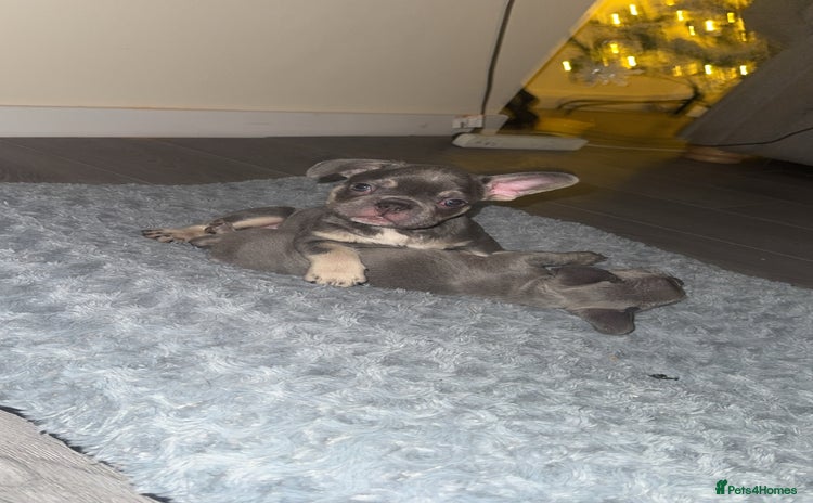 French Bulldog dogs - Advert 11