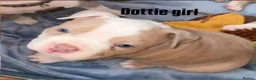 American Bully dogs for sale: Our Pocket Bully puppies  - Advert 29