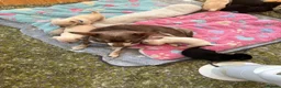 Chihuahua dogs for sale: Last cream boy left out of litter - Advert 2