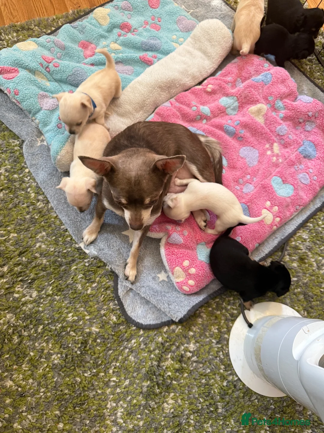 Chihuahua dogs for sale: Last cream boy left out of litter - Advert 2