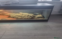 Bearded Dragon reptiles for sale: Bearded dragon  - Image 3