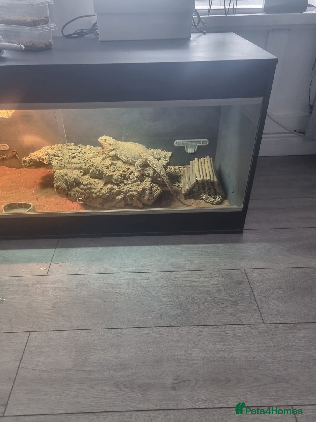 Bearded Dragon reptiles for sale: Bearded dragon  - Image 3