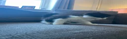 Mixed Breed cats for sale: Adorable Black & White Kittens – Ready Now - Advert 15
