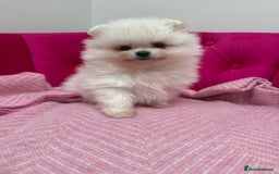 Pomeranian dogs for sale: READY 2nd August KC White Teddy Bear Poms - Image 12