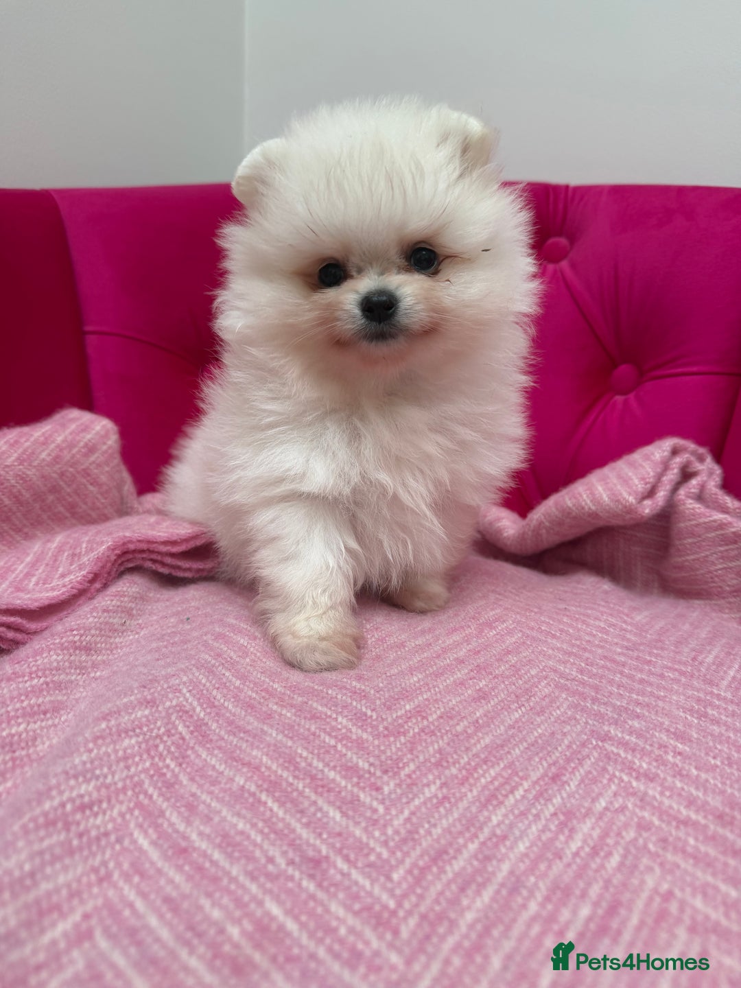 Pomeranian dogs for sale: READY 2nd August KC White Teddy Bear Poms - Image 12