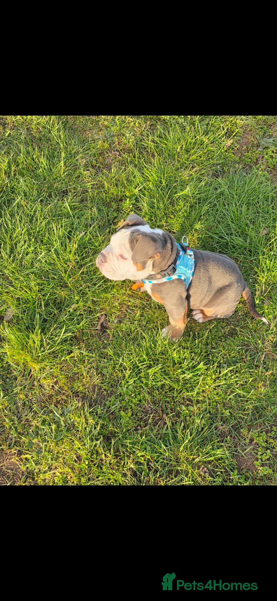 English Bulldog dogs My name tank  - Advert 4