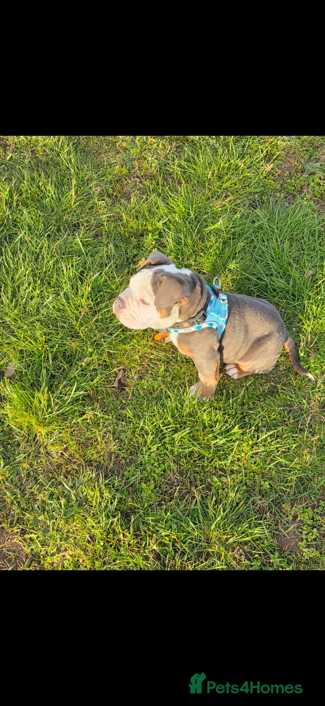 English Bulldog dogs for sale: My name tank  in Newark - Advert 1