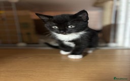 European cats for sale: Kitten  - Image 4