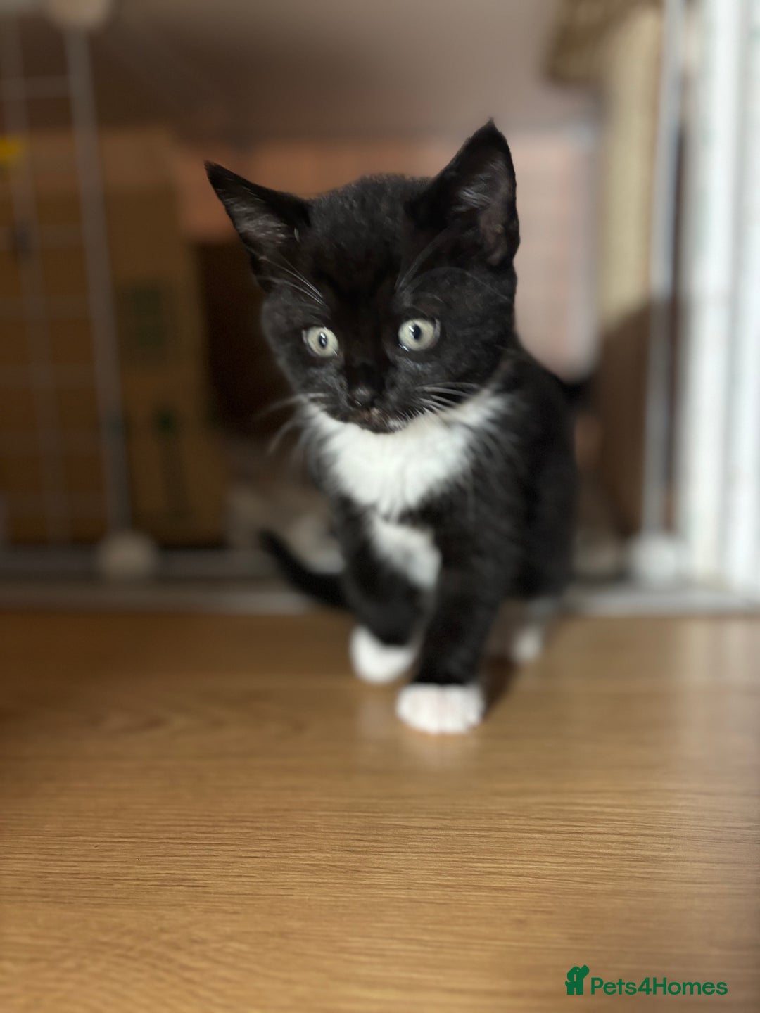 European cats for sale: Kitten  - Image 4