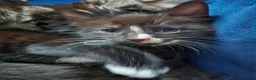 Mixed Breed cats for sale: Adorable kittens needing loving forever home in Tredegar - Advert 2