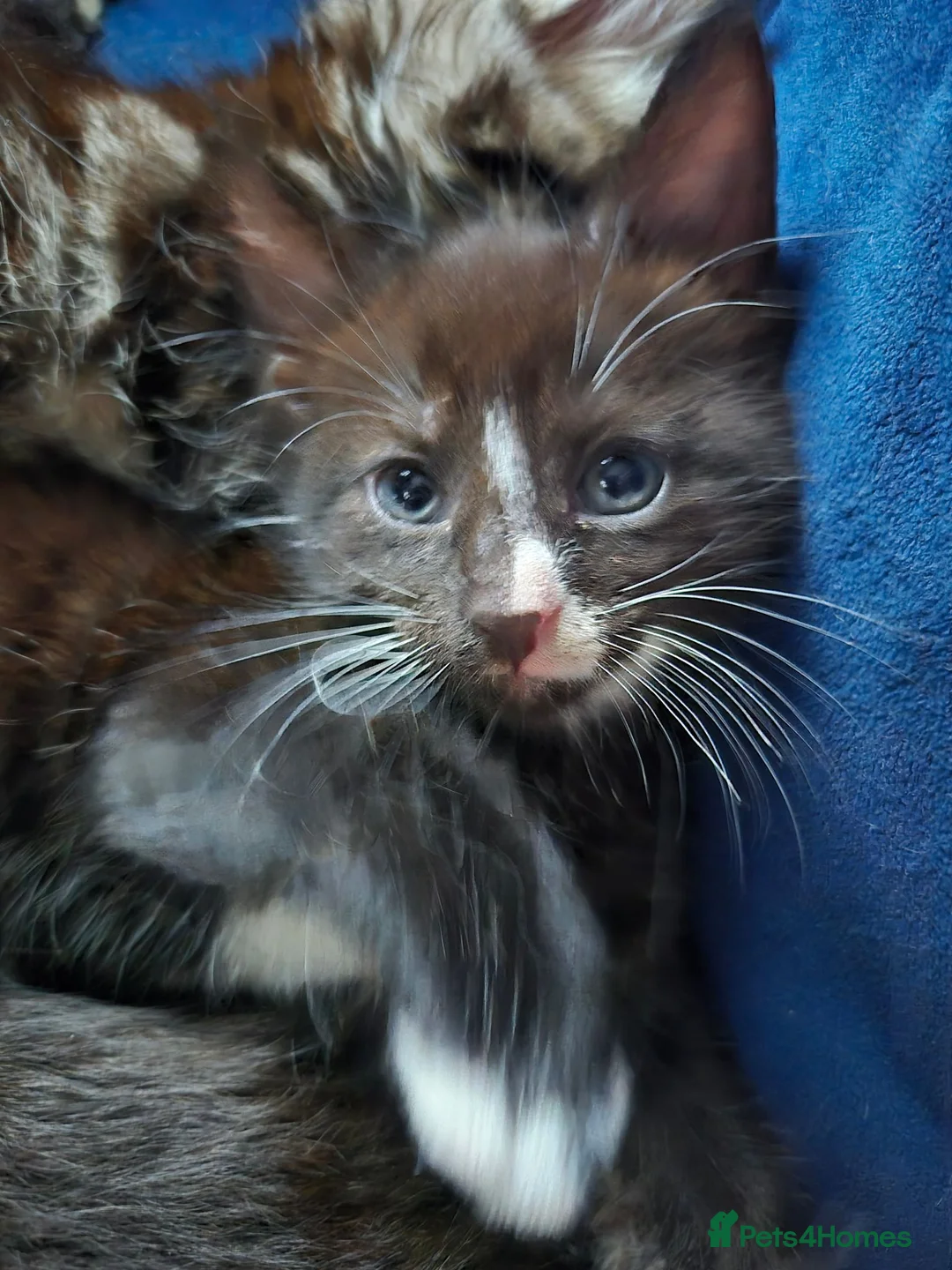 Mixed Breed cats for sale: Adorable kittens needing loving forever home in Tredegar - Advert 2
