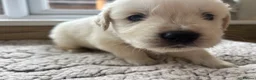 Golden Retriever dogs for sale: Gorgeous golden retriever pups - Advert 17