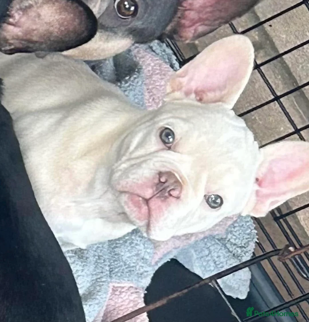 French Bulldog dogs for sale: £1000 8 weeks old lilac n tan frenchies  - Advert 2