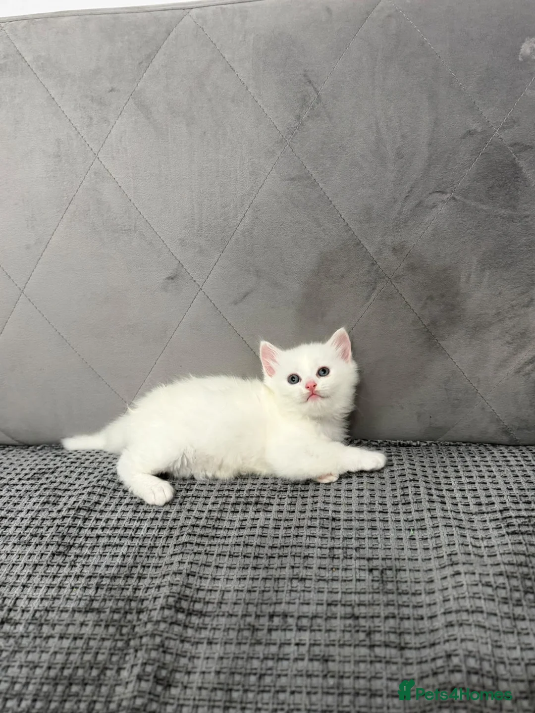Mixed Breed cats for sale: Snowy kitten and calico  - Advert 11