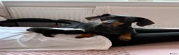 Miniature Dachshund dogs for sale: 2 Stunning Miniature Dachshund Puppies   - Advert 2
