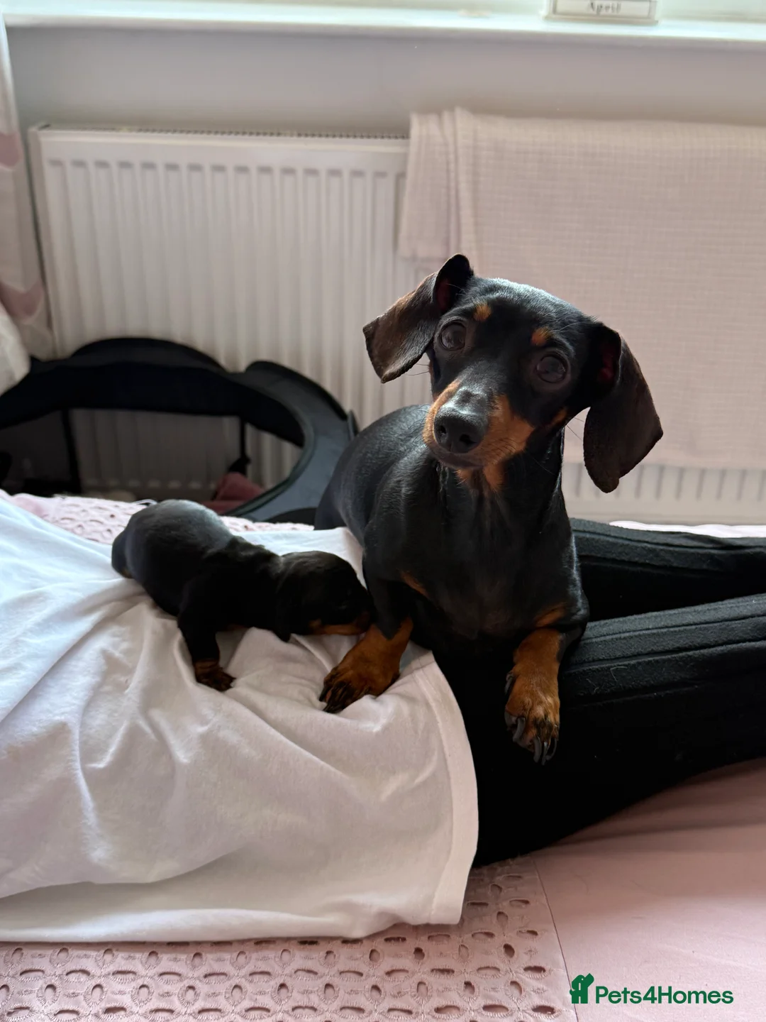 Miniature Dachshund dogs for sale: 2 Stunning Miniature Dachshund Puppies   - Advert 2