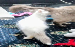 Ragdoll cats for sale: Pedigree Ragdolls for sale £495 - Image 24