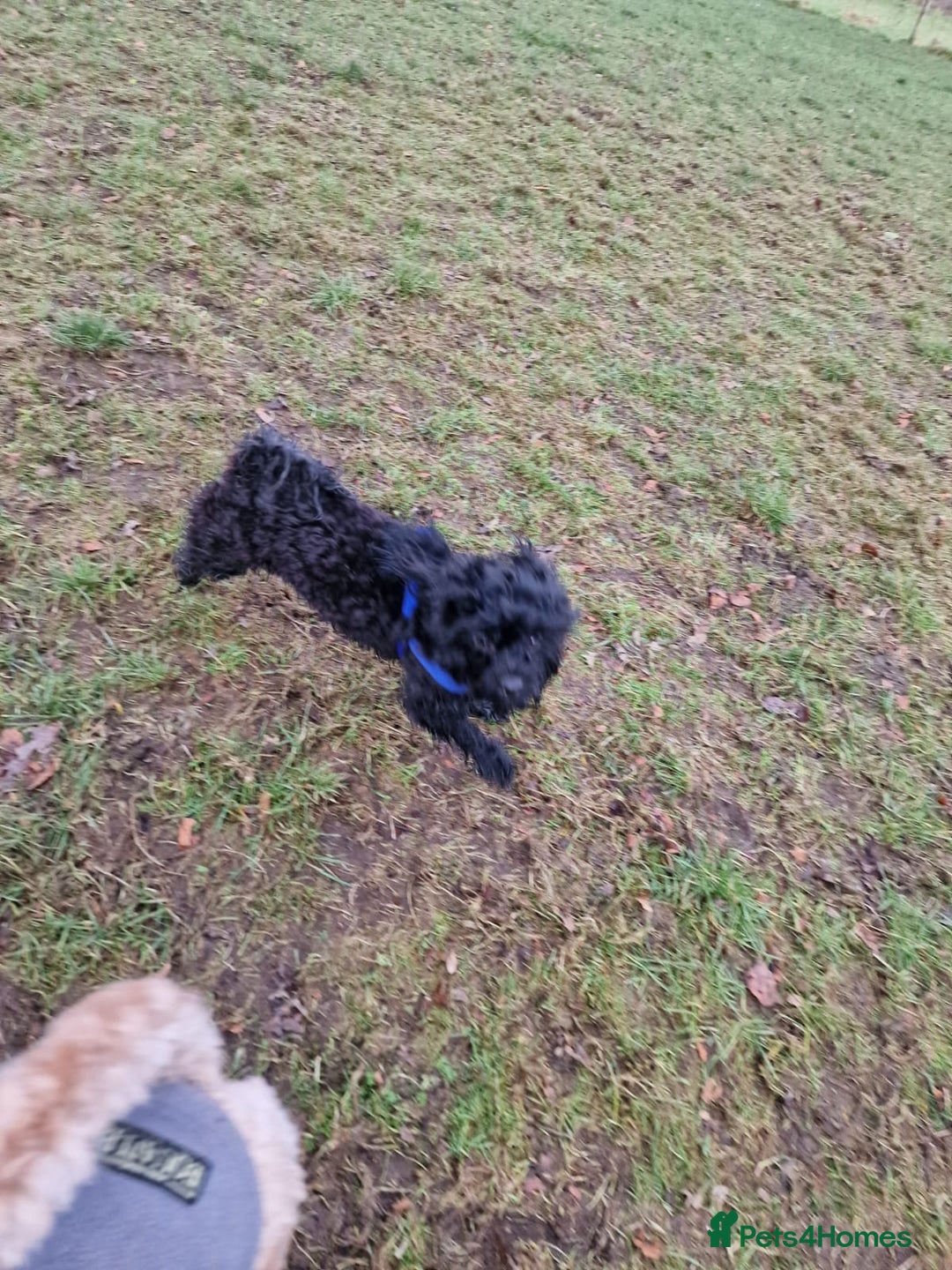 Shihpoo dogs for sale: Waffle doggie - Image 4
