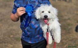 Maltese dogs for sale: Malteaste male - Image 1