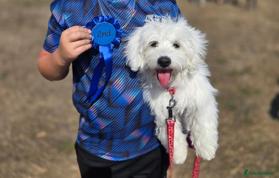 Maltese dogs for sale: Malteaste male - Image 1