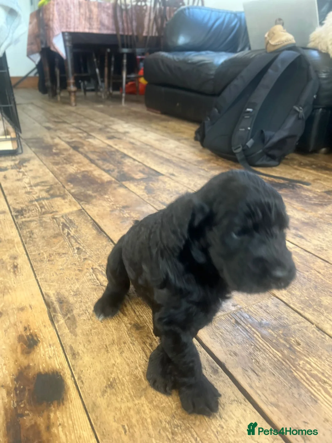 Mixed Breed dogs for sale: Cocker / goldendoodle puppies - Advert 2