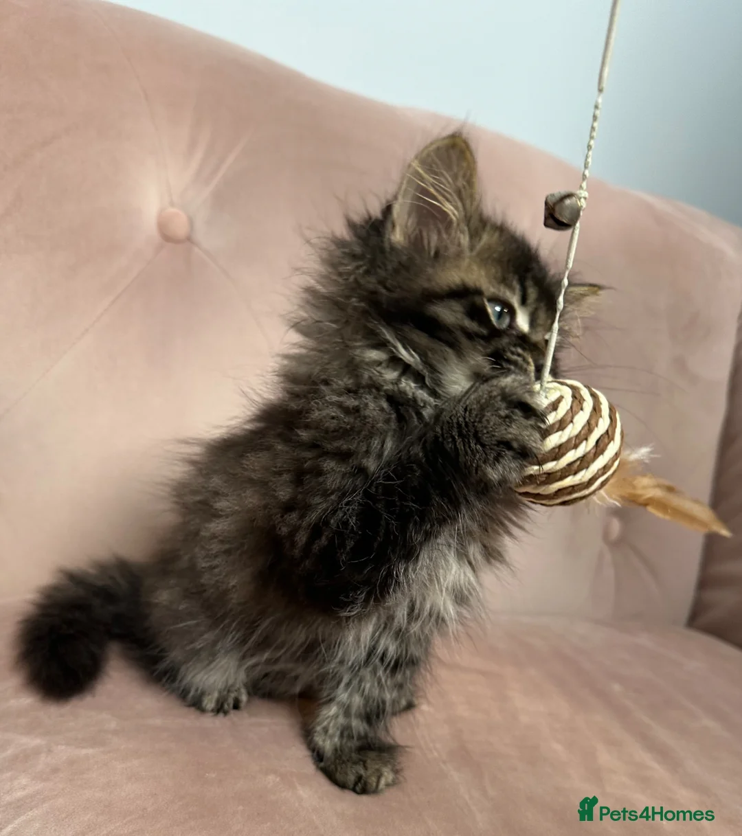 Siberian cats for sale: Siberian kittens, Ready Now 😻 - Advert 7