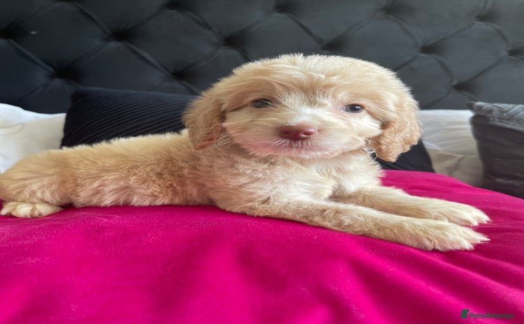 Cockapoo dogs - Advert 8