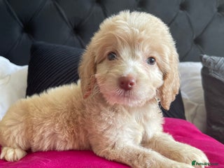 Cockapoo dogs - Advert 21