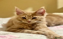 Maine Coon cats for sale: Last Ginger Boy Pure Mainecoon! - Image 20