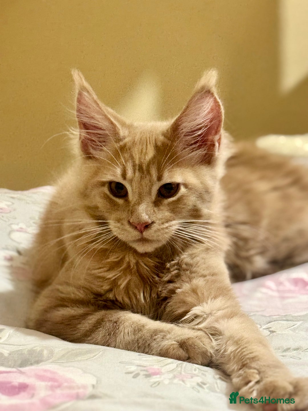 Maine Coon cats for sale: Last Ginger Boy Pure Mainecoon! - Image 20