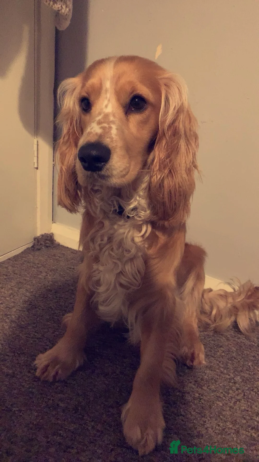Cocker Spaniel dogs for sale: Chase - Advert 5