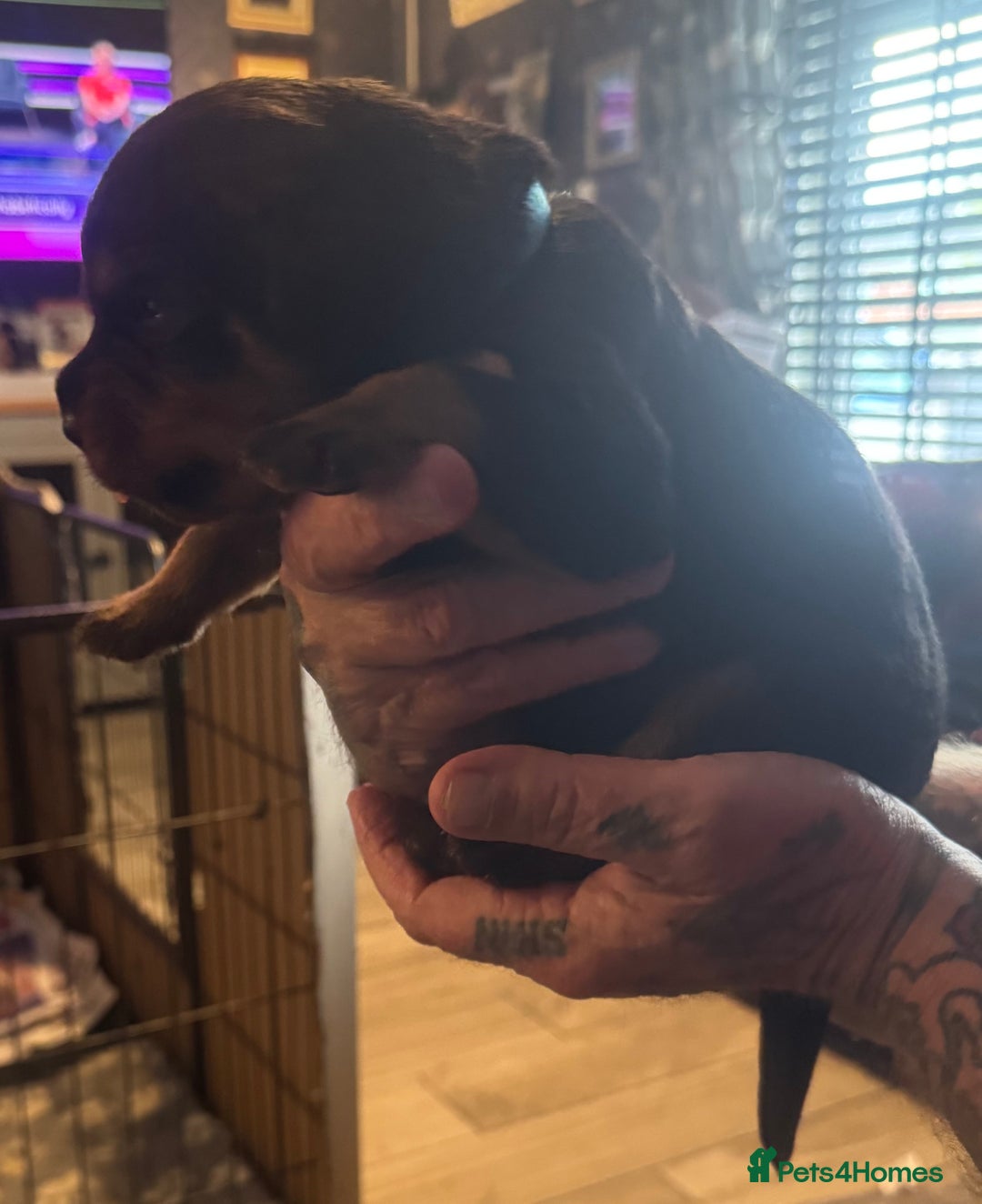 Rottweiler dogs for sale: STUNNING KC ROTTWEILER PUPPIES - Image 3