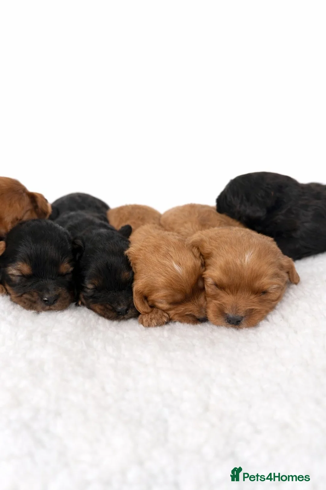 Cavapoo dogs for sale: Beautiful Cavapoo Puppies – Ready for Loving Homes - Advert 3