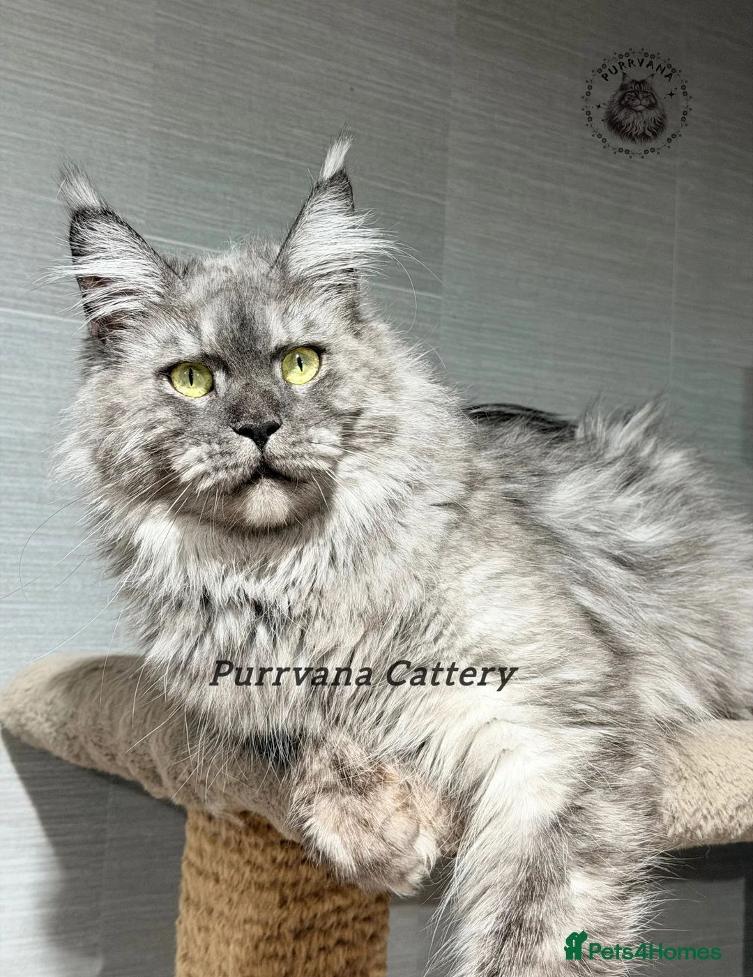 Maine Coon cats for sale: TICA registered Maine Coon retired queen  - Advert 2