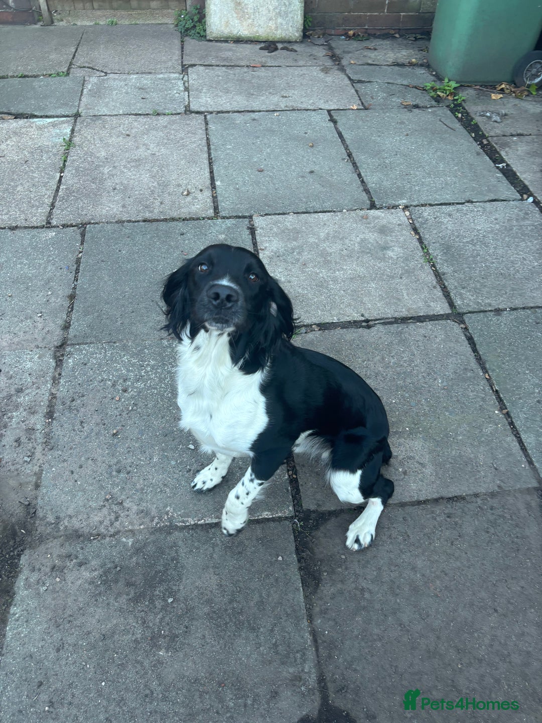 English Springer Spaniel dogs for stud: Proven English Springer Spaniel for STUD - Advert 5