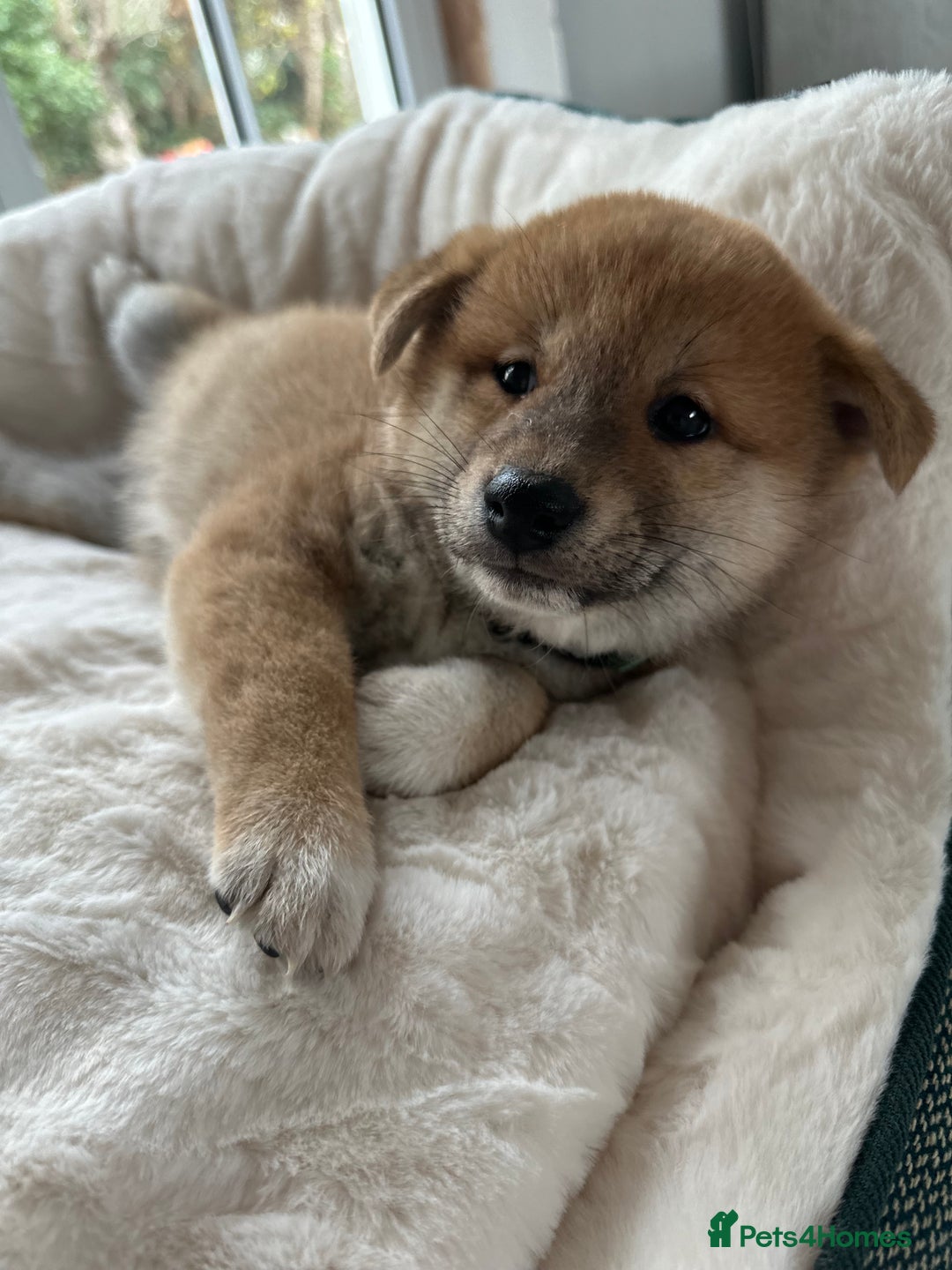 Japanese Shiba Inu dogs for sale: Japanese Shiba Inu puppies HEALTH TESTED - Advert 4