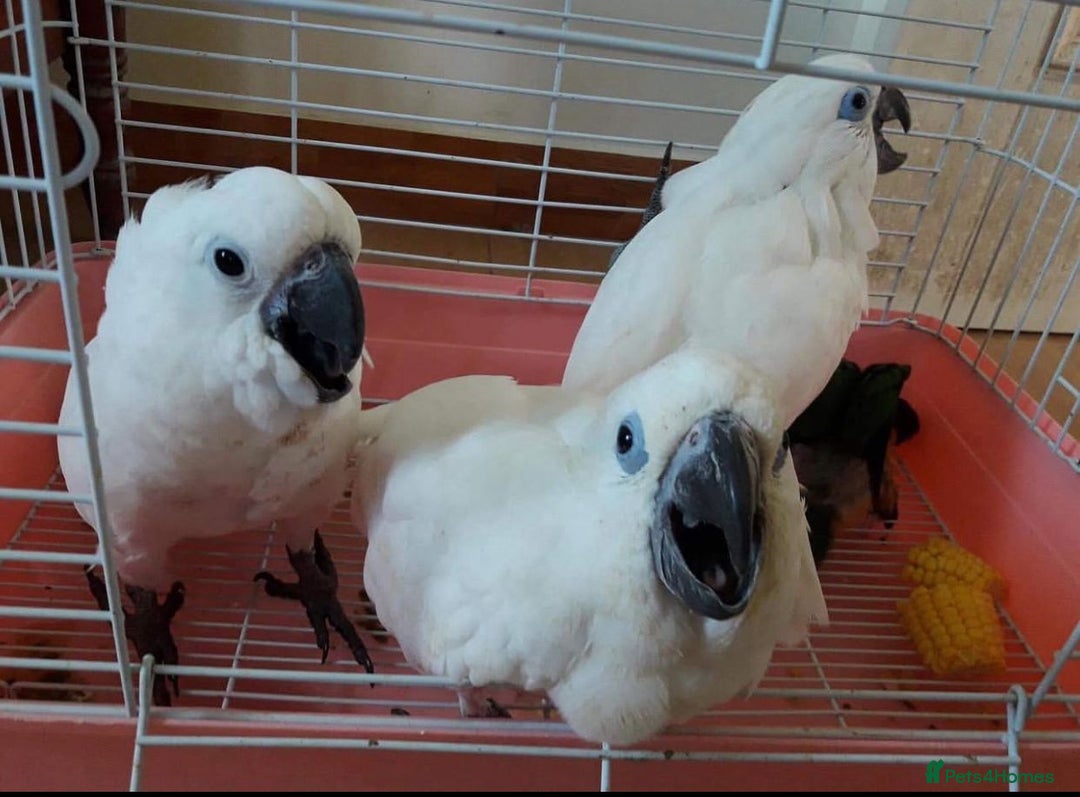Parrots birds for sale: Tamed Parrots, African Greys and more - Image 7