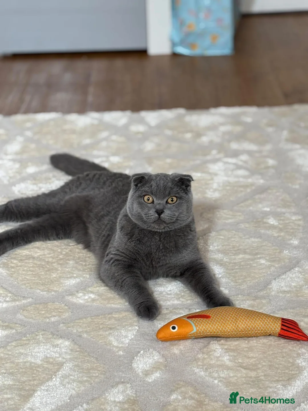 Scottish Fold cats for stud: Scottish fold champion available for stud - Advert 4