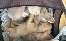 Jack Russell dogs for sale: Rare lilac and tan miniature jack russels  - Image 9
