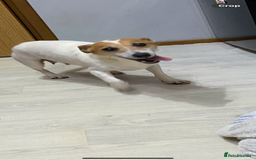 Jack Russell dogs for sale: Gorgeous bundle of Jack Russel puppies  - Image 2